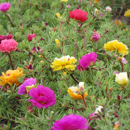 Graines de Pourpier à fleurs doubles en mélange - Portulaca grandiflora le sachet de 3750 graines environ (0,4g)