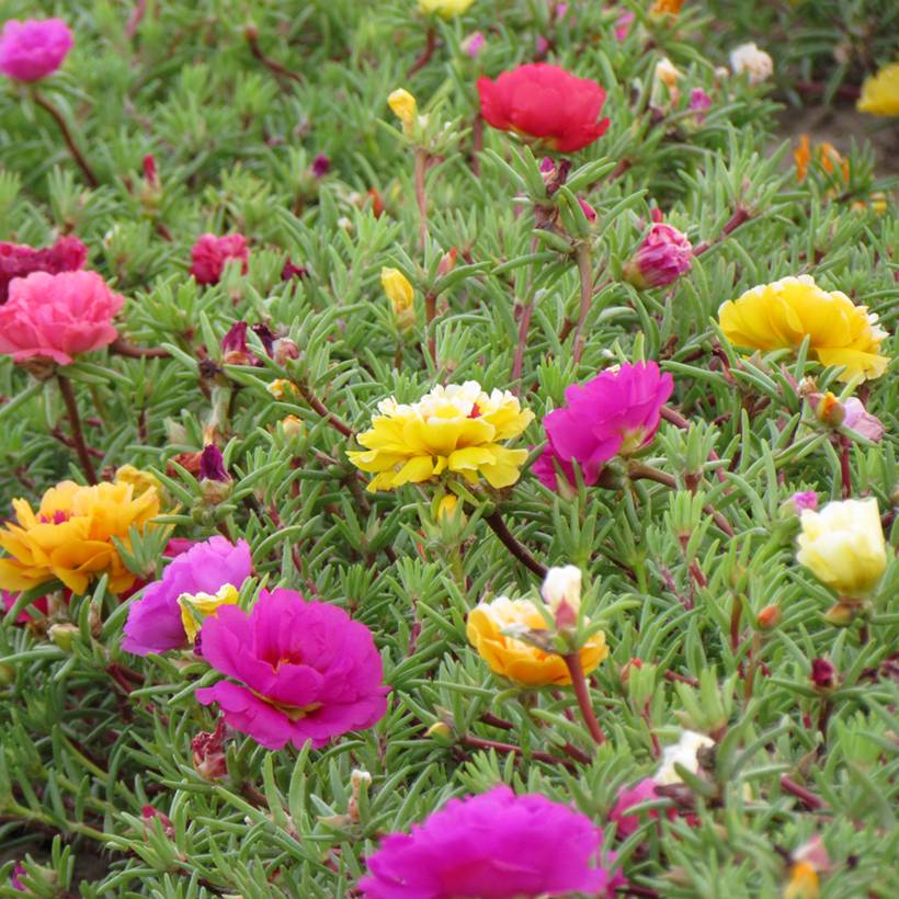Graines de Pourpier à fleurs doubles en mélange - Portulaca grandiflora le sachet de 3750 graines environ (0,4g)