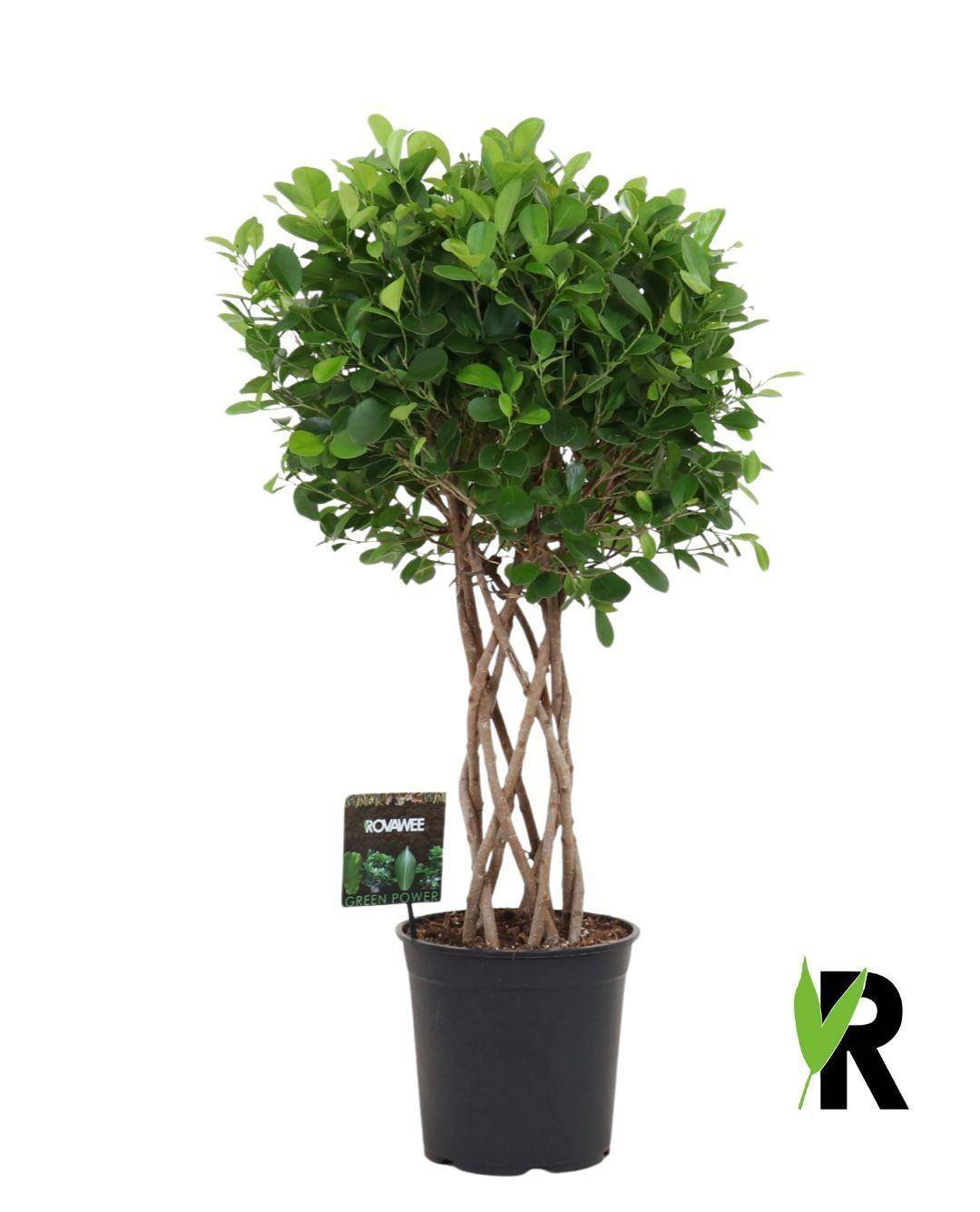 Ficus Moclame Tressé Cilinder - D27 H120cm