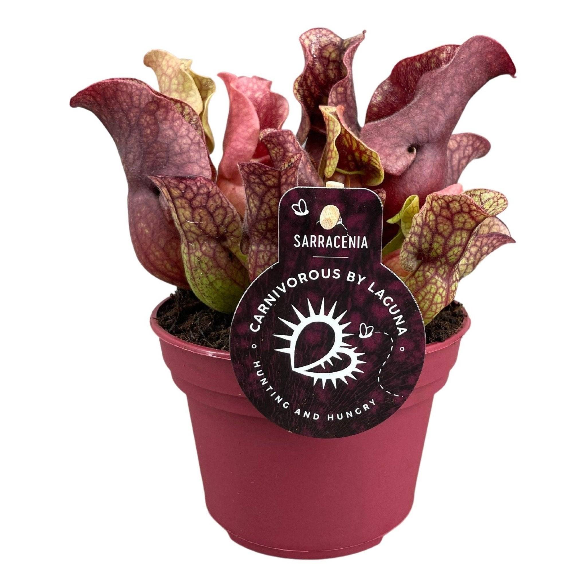 Sarracenia Sylwia 20cm - Plante d'intérieur- La Green Touch