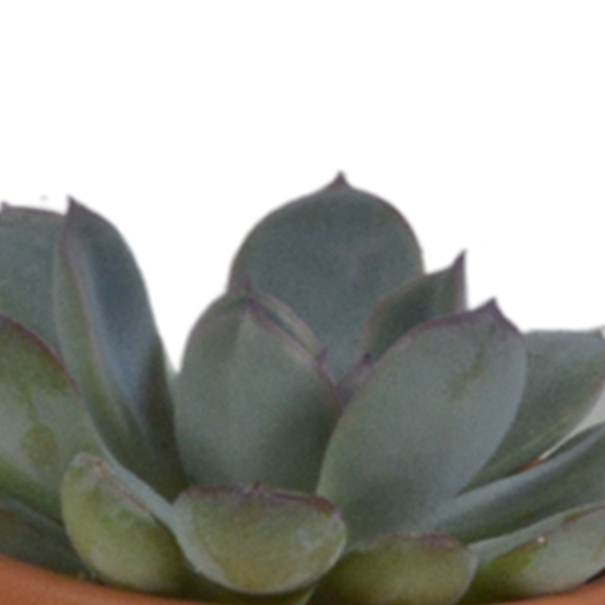 5x Mélange de plantes grasses - en pot terracotta - Ø5,5cm - ↕13cm - Plantes d’intérieur - Image 8