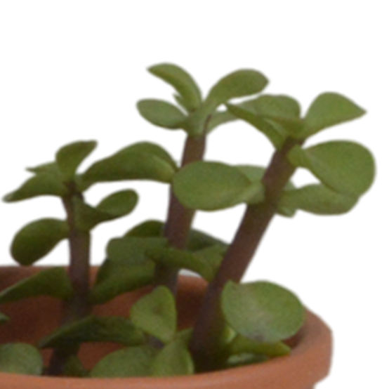 5x Mélange de plantes grasses - en pot terracotta - Ø5,5cm - ↕13cm - Plantes d’intérieur - Image 4
