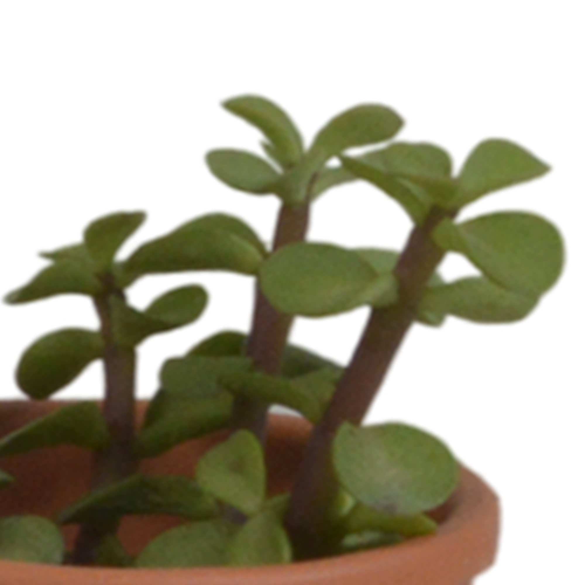 5x Mélange de plantes grasses - en pot terracotta - Ø5,5cm - ↕13cm - Plantes d’intérieur - Image 4