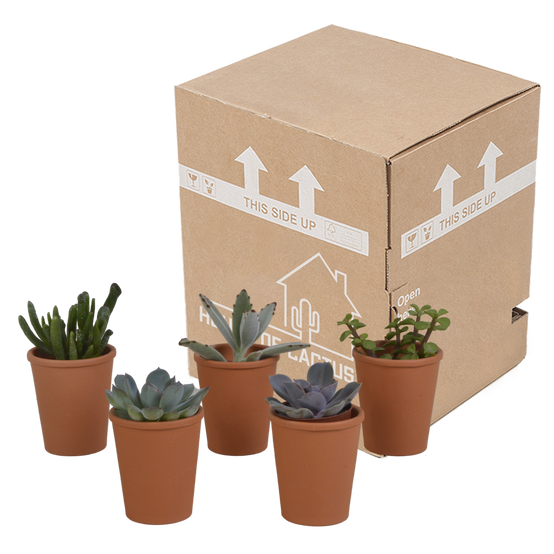 5x Mélange de plantes grasses - en pot terracotta - Ø5,5cm - ↕13cm - Plantes d’intérieur - Image 3