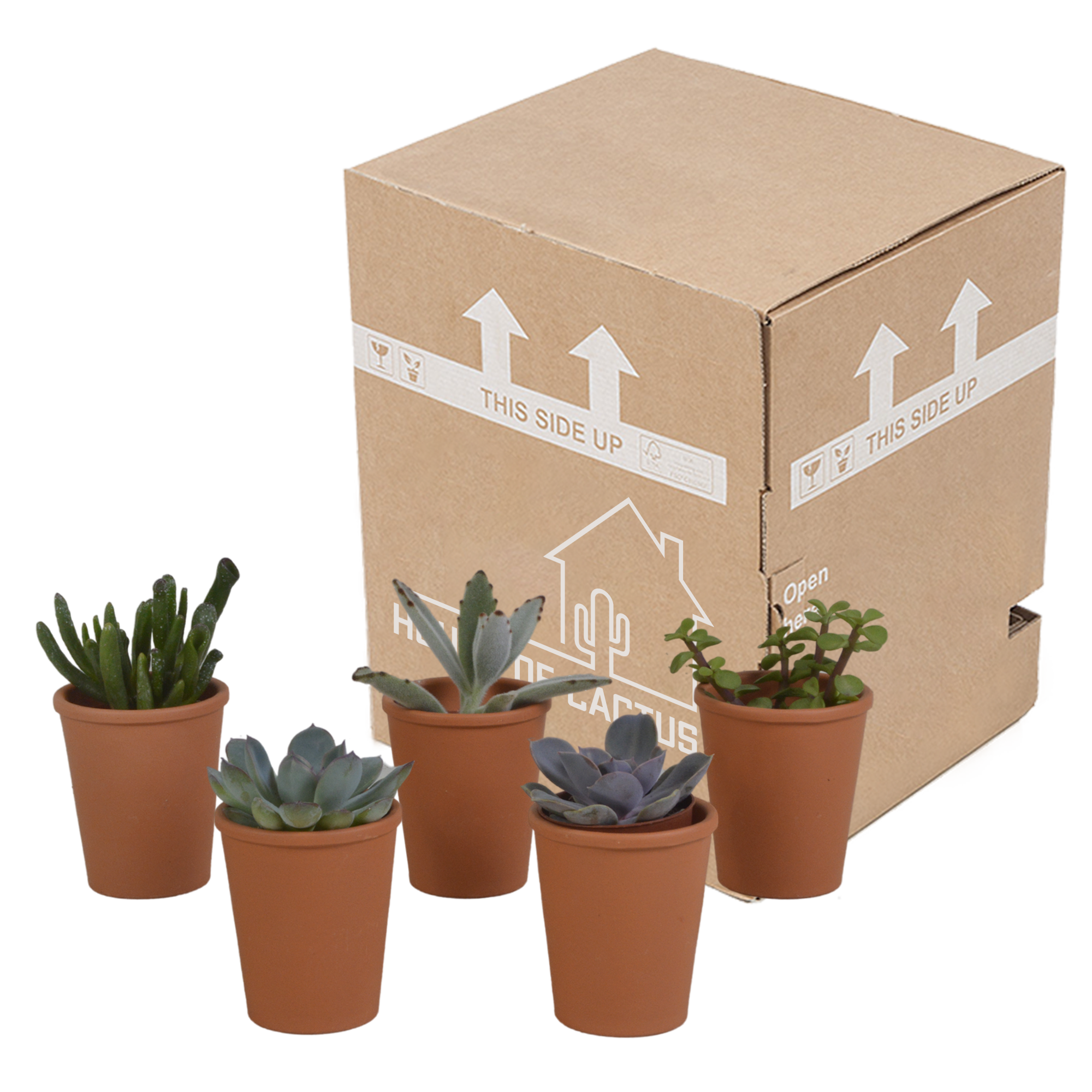 5x Mélange de plantes grasses - en pot terracotta - Ø5,5cm - ↕13cm - Plantes d’intérieur - Image 3