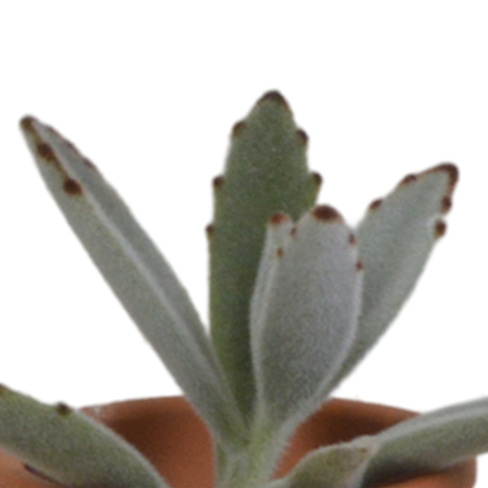 5x Mélange de plantes grasses - en pot terracotta - Ø5,5cm - ↕13cm - Plantes d’intérieur - Image 5