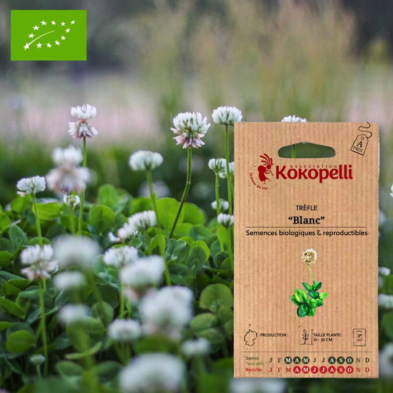 Association Kokopelli - Trèfle Blanc- Graines bio à semer - Image 1