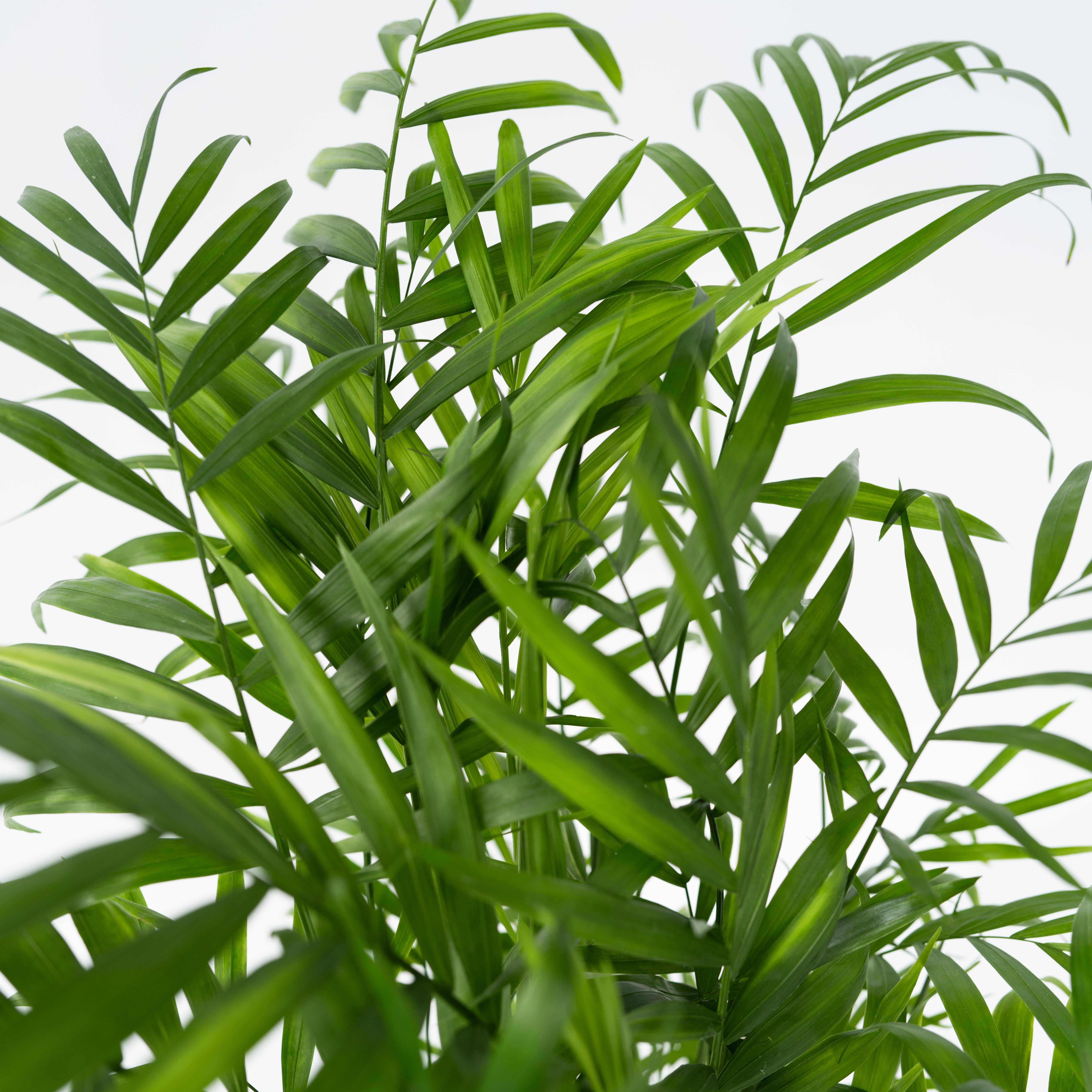 Plant In A Box - Palmier de salon - Chamaedorea elegans - Hauteur 80-90cm - ⌀20cm - Image 3