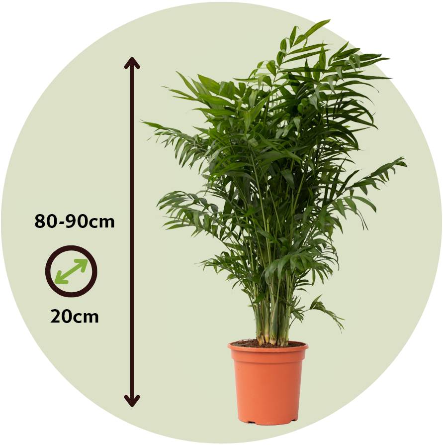Plant In A Box - Palmier de salon - Chamaedorea elegans - Hauteur 80-90cm - ⌀20cm - Image 5