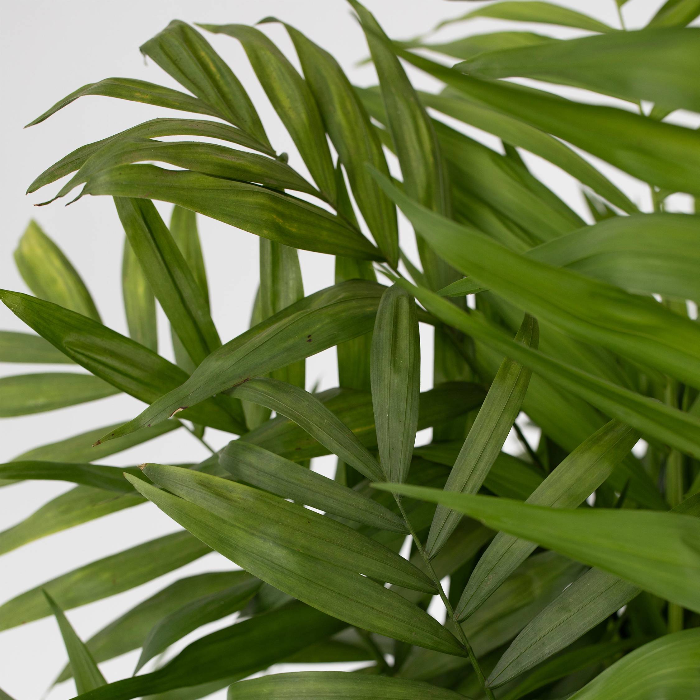 Plant In A Box - Palmier de salon - Chamaedorea elegans - Hauteur 80-90cm - ⌀20cm - Image 4