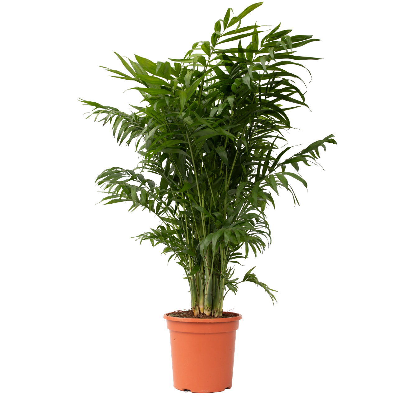 Plant In A Box - Palmier de salon - Chamaedorea elegans - Hauteur 80-90cm - ⌀20cm - Image 1
