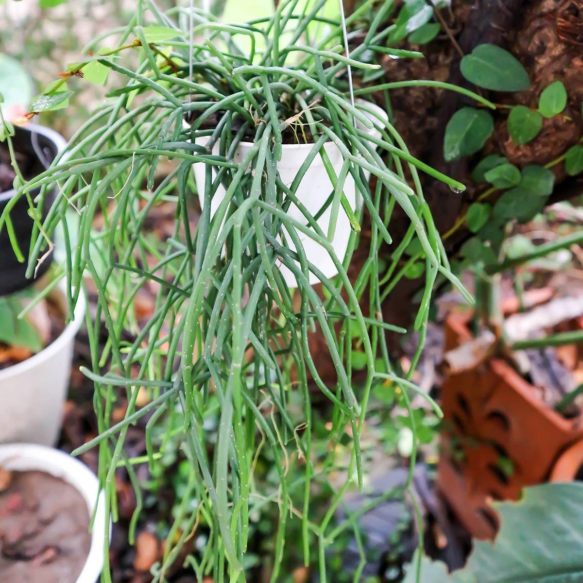Promesse de Fleurs - Rhipsalis cereuscula - Cactus corail Mini-plante