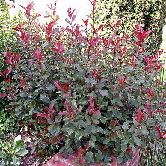 Photinia fraseri Corallina Pot de 7,5L/10L