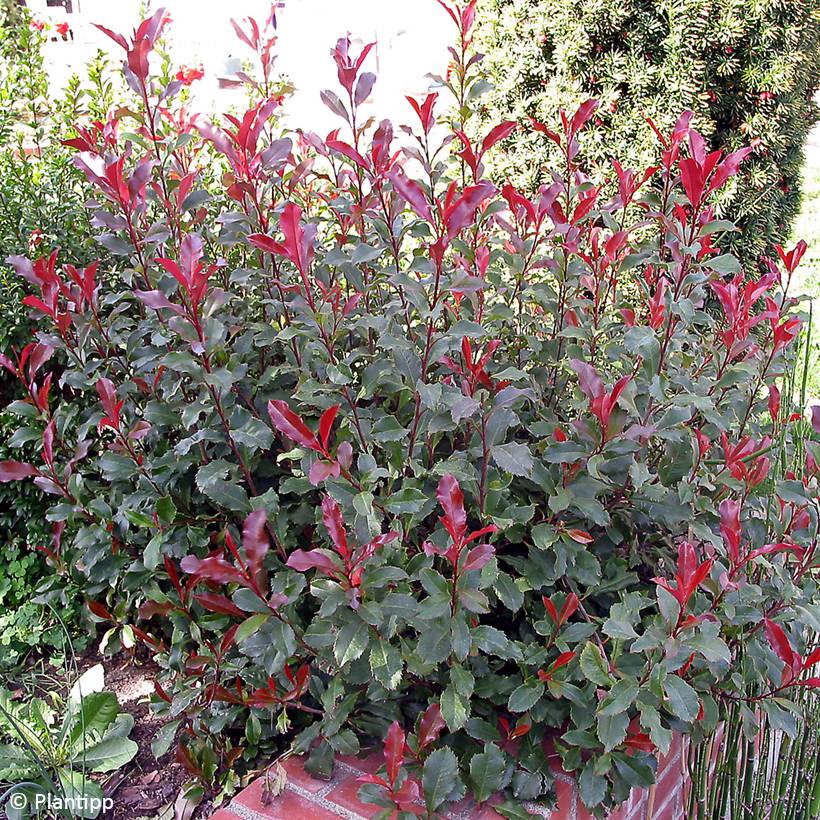 Photinia fraseri Corallina Pot de 7,5L/10L