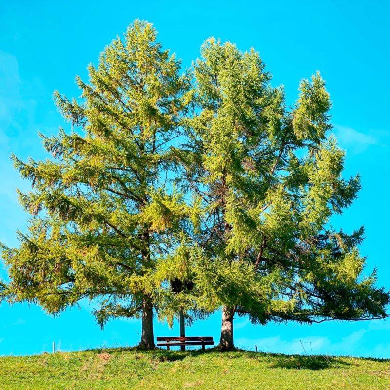 Mélèze d'Europe (Larix decidua) - Godet - Taille 20/40cm - Pépinières Naudet - Image 1
