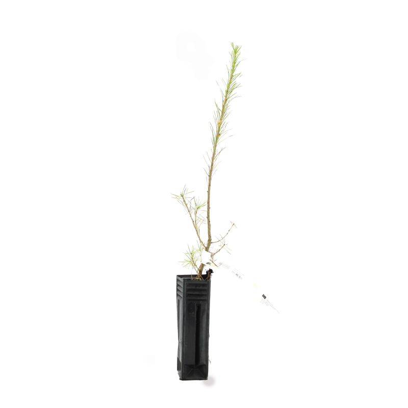 Mélèze d'Europe (Larix decidua) - Godet - Taille 20/40cm - Pépinières Naudet - Image 2