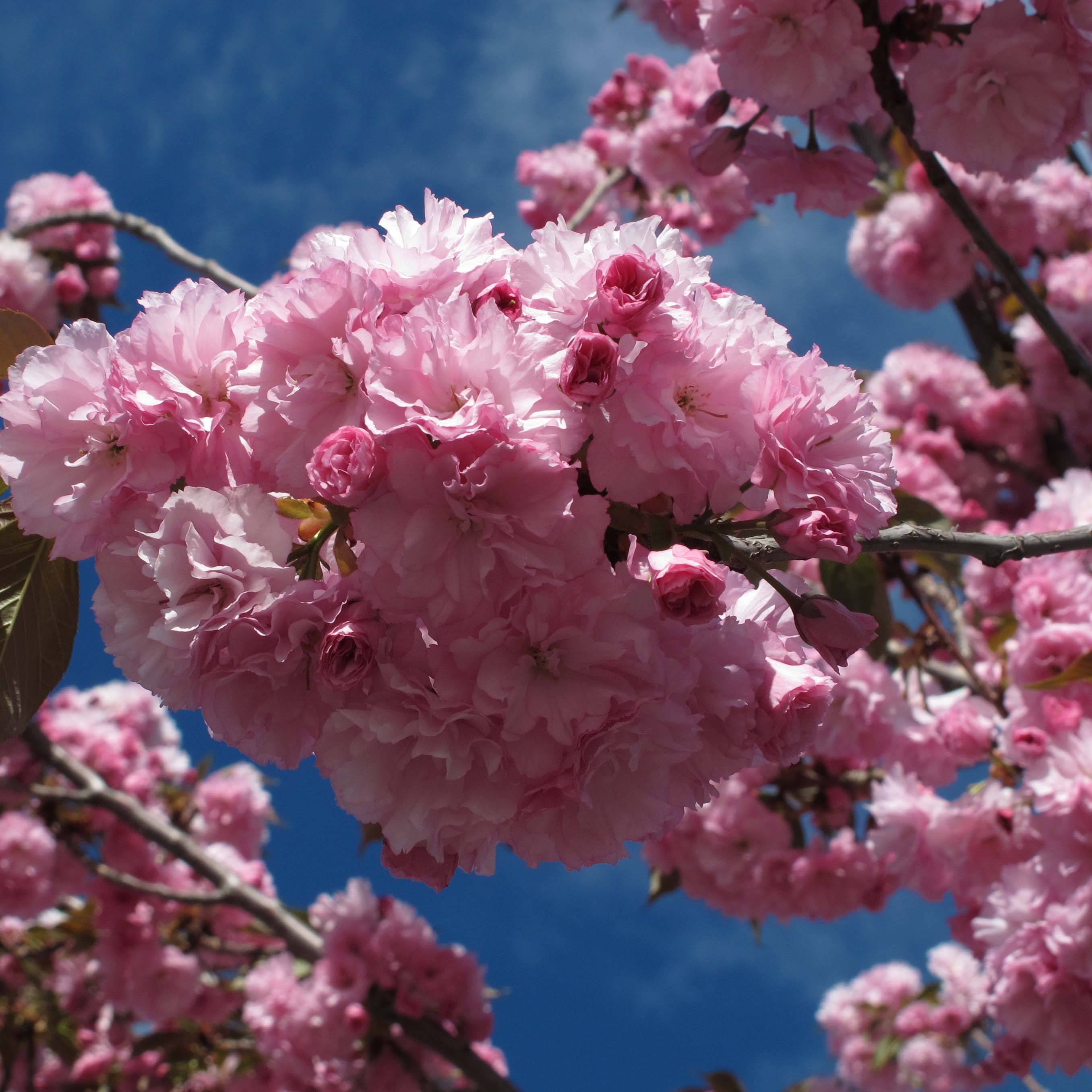 Cerisier du Japon - Prunus serrulata Royal Burgundy Pot de 12L/15L - Image 1