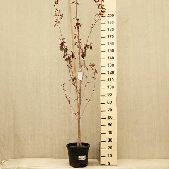 Cerisier du Japon - Prunus serrulata Royal Burgundy Pot de 12L/15L - Image 2