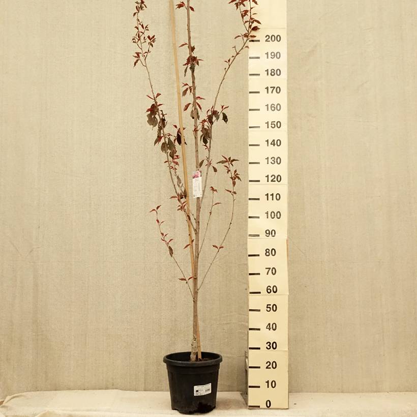 Cerisier du Japon - Prunus serrulata Royal Burgundy Pot de 12L/15L - Image 2