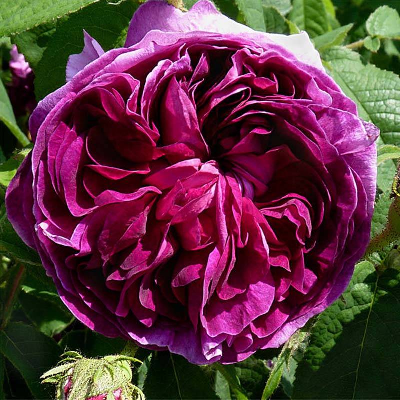 Promesse de Fleurs - Rosier ancien Charles de Mills Pot de 4L/5L