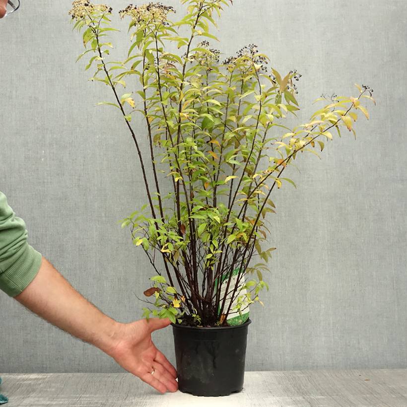 Promesse de Fleurs - Spirée japonaise Shirobana - Spiraea japonica Pot de 2L/3L - Image 2