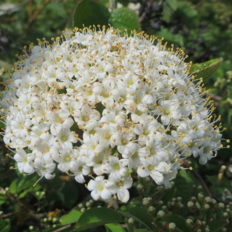 Viorne lantane, Viburnum à fleurs Blanche/ - feuillage Caduc - Pot de 4L - 40/60 cm - Image 2