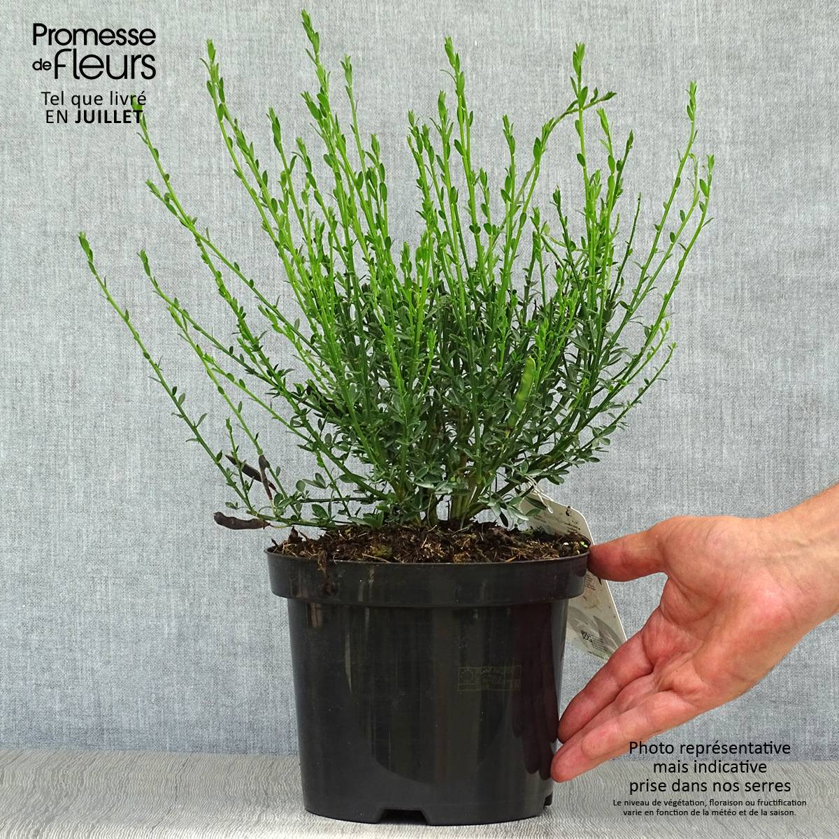 Promesse de Fleurs - Genêt - Cytisus scoparius Palette Pot de 2L/3L - Image 2