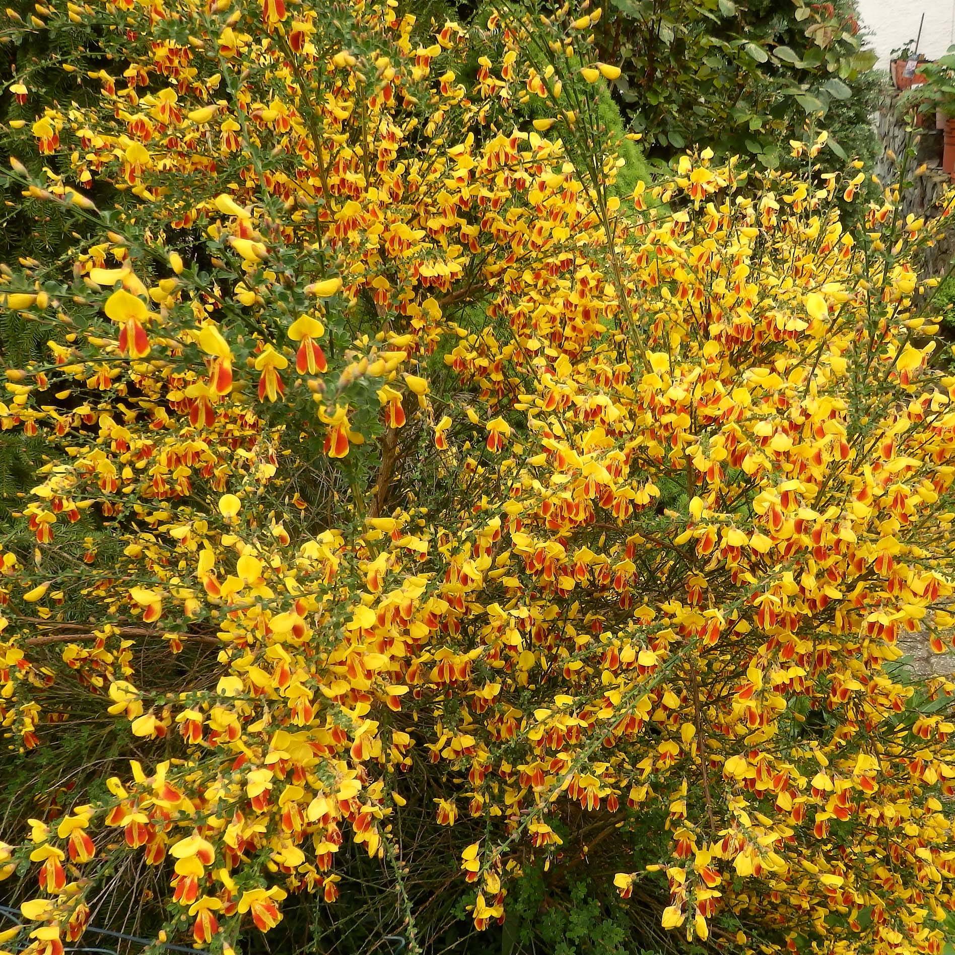 Promesse de Fleurs - Genêt - Cytisus scoparius Palette Pot de 2L/3L - Image 1