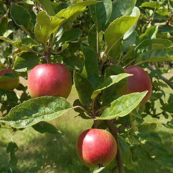 Pommier Harmonie® 'Delorina' - Bon rendement - Pot de 12L - Gobelet 3 ans - De 3,00 m à 5,00 m - Image 5