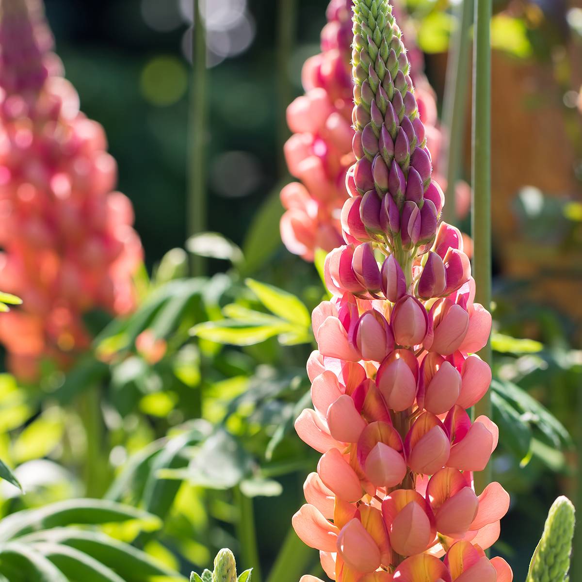 Promesse de Fleurs - Lupin West Country Terracotta Pot de 10 cm/11cm