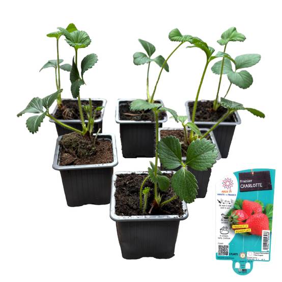 Fraisier charlotte, Lot de 6 godets 7cm