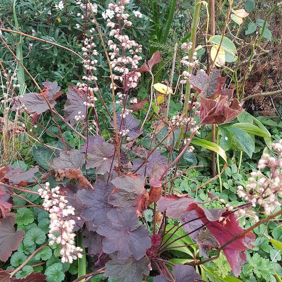 Promesse de Fleurs - Heuchère - Heuchera Dark Magic Godet de 8/9 cm