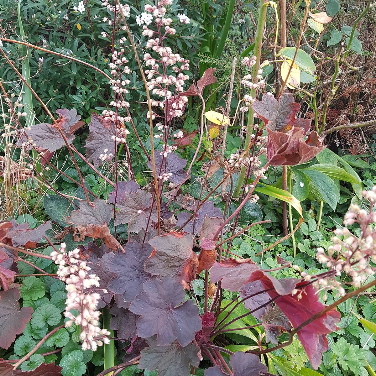 Promesse de Fleurs - Heuchère - Heuchera Dark Magic Godet de 8/9 cm