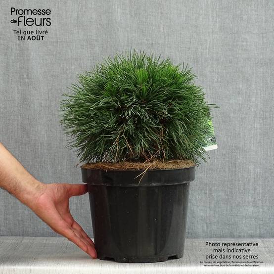 Pin de montagne - Pinus mugo Varella Pot de 7,5L/10L - Image 2