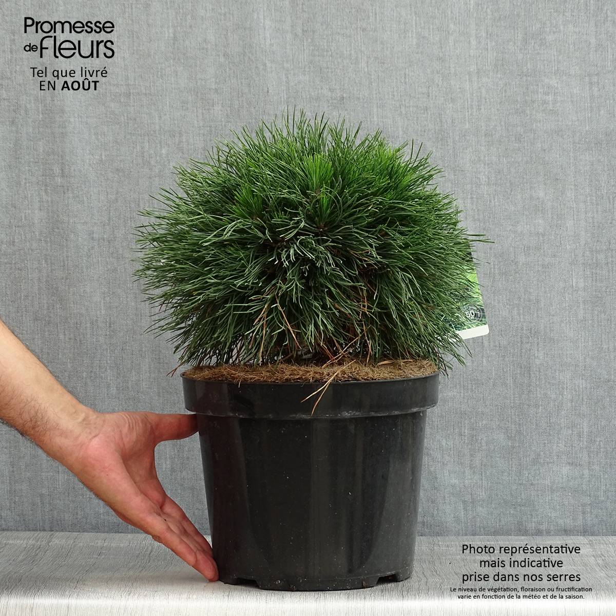 Pin de montagne - Pinus mugo Varella Pot de 7,5L/10L - Image 2