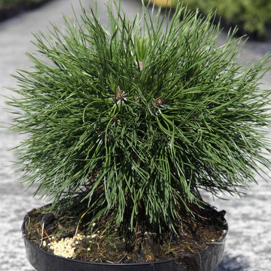 Pin de montagne - Pinus mugo Varella Pot de 7,5L/10L - Image 1