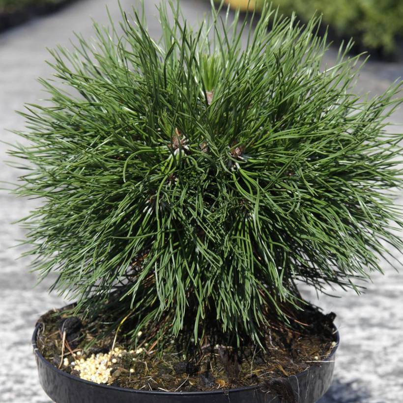 Pin de montagne - Pinus mugo Varella Pot de 7,5L/10L - Image 1