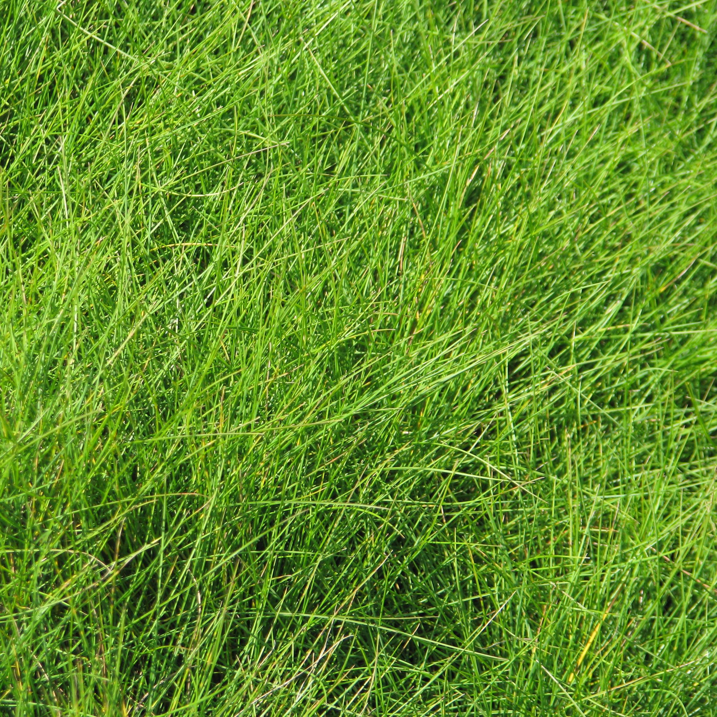 Promesse de Fleurs - Festuca filiformis - Fétuque à feuilles capillaires Godet de 8/9 cm