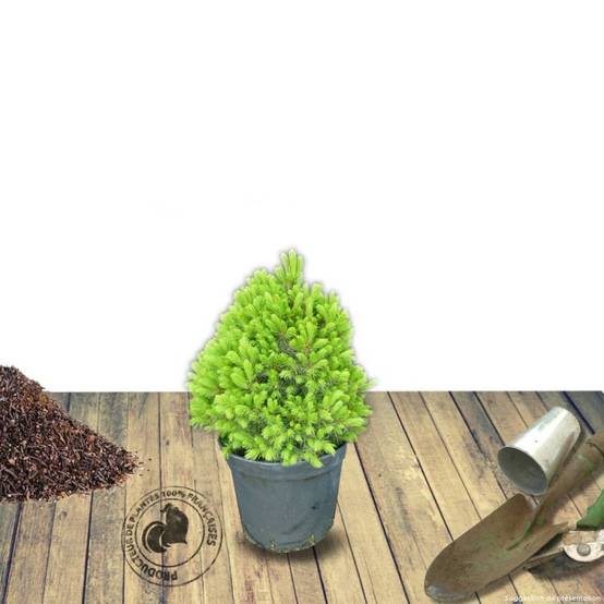 Épinette blanche Conica, Picea - Pot de 3L - 20/40 cm - Image 9