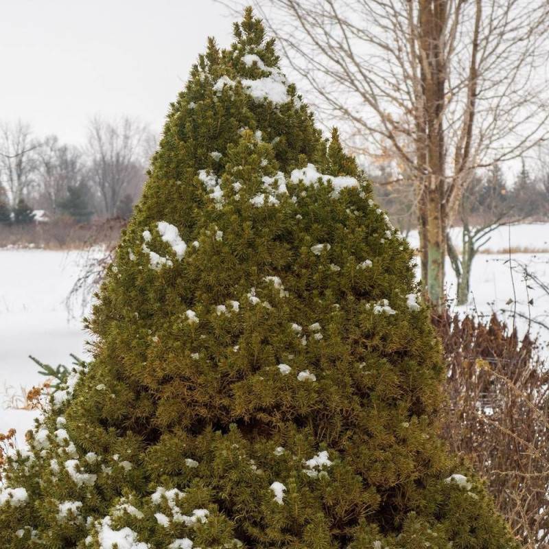 Épinette blanche Conica, Picea - Pot de 3L - 20/40 cm - Image 6