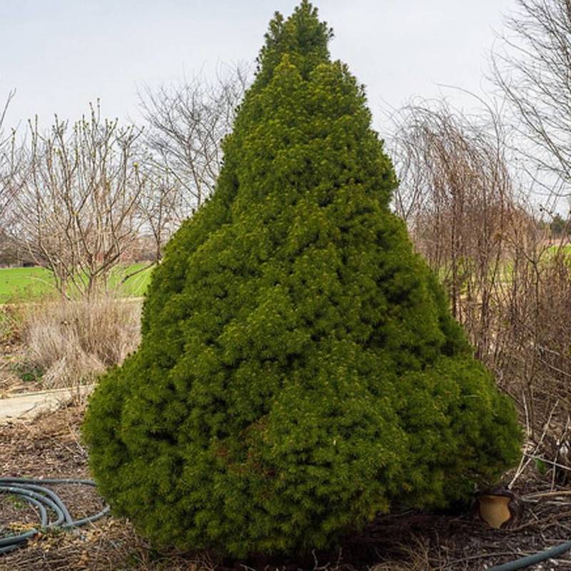 Épinette blanche Conica, Picea - Pot de 3L - 20/40 cm - Image 1