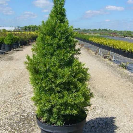 Épinette blanche Conica, Picea - Pot de 3L - 20/40 cm - Image 8
