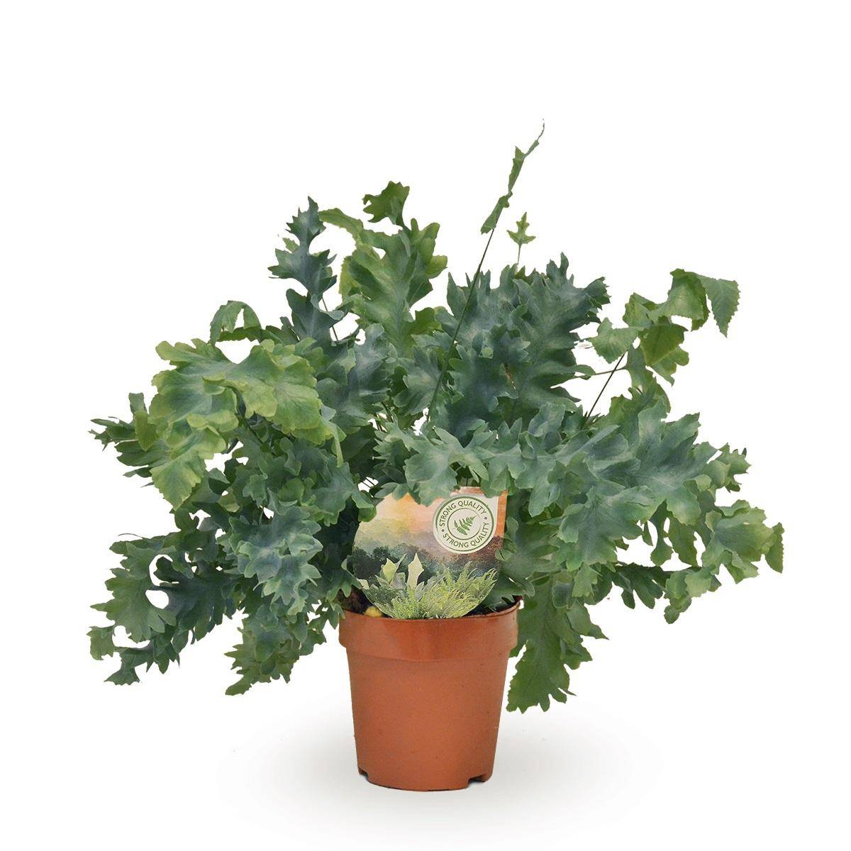 Phlebodium Davana 35cm - Plante d'intérieur- La Green Touch - Image 1