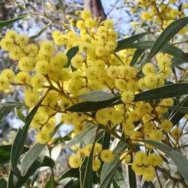 Sans Marque - Acacia pycnantha Pot de 3 litres - 80/100 cm - Image 2