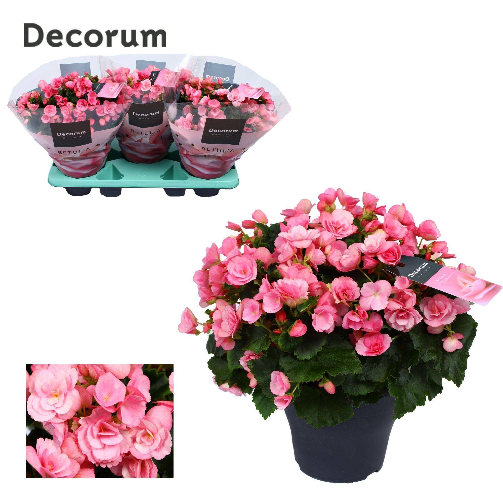 Begonia Betulia ''candy'' rose Decorum - Ø19cm - ↕35cm - Plantes d'intérieur - Image 1