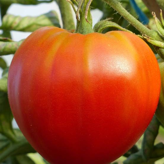 Promesse de Fleurs - Tomate Cuor di Bue - Cœur de Bœuf Bio le sachet de 50 graines environ (0,2g)