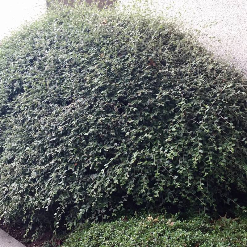 Cotoneaster de Franchet, Cotonéaster à fleurs Blanche - feuillage Semi-Persistant - Godet - 5/20 cm-  hauteur à maturité De 3,00 m à 5,00 m - Image 2