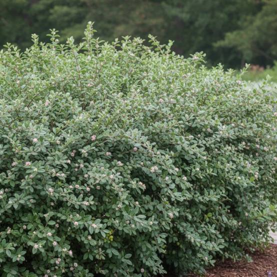 Cotoneaster de Franchet, Cotonéaster à fleurs Blanche - feuillage Semi-Persistant - Godet - 5/20 cm- hauteur à maturité De 3,00 m à 5,00 m - Image 3