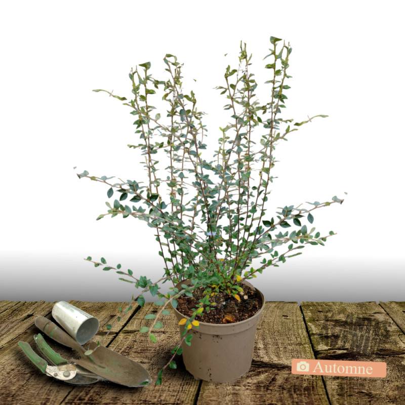 Cotoneaster de Franchet, Cotonéaster à fleurs Blanche - feuillage Semi-Persistant - Godet - 5/20 cm- hauteur à maturité De 3,00 m à 5,00 m - Image 9