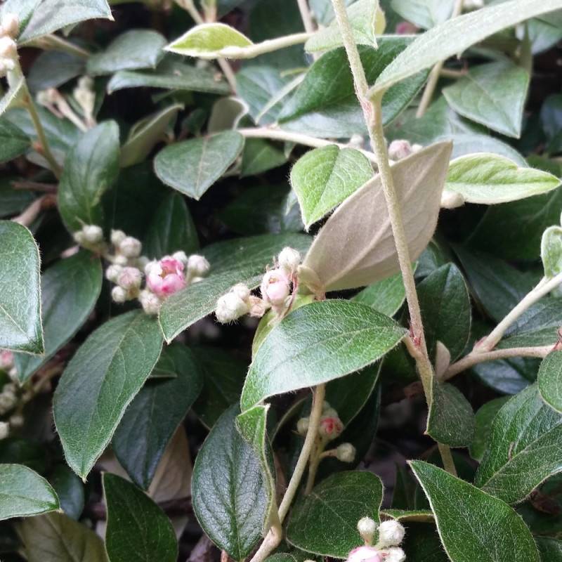 Cotoneaster de Franchet, Cotonéaster à fleurs Blanche - feuillage Semi-Persistant - Godet - 5/20 cm-  hauteur à maturité De 3,00 m à 5,00 m - Image 1